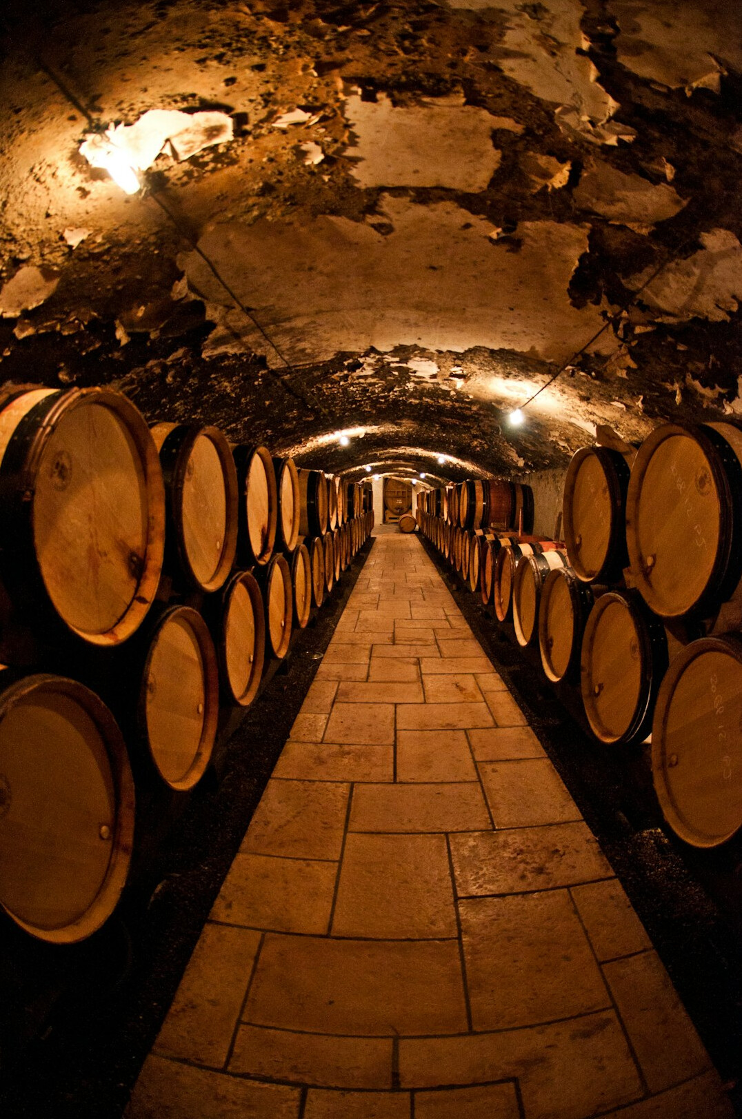 Historic wine cellar with oak barrels in a Chilean vineyard
